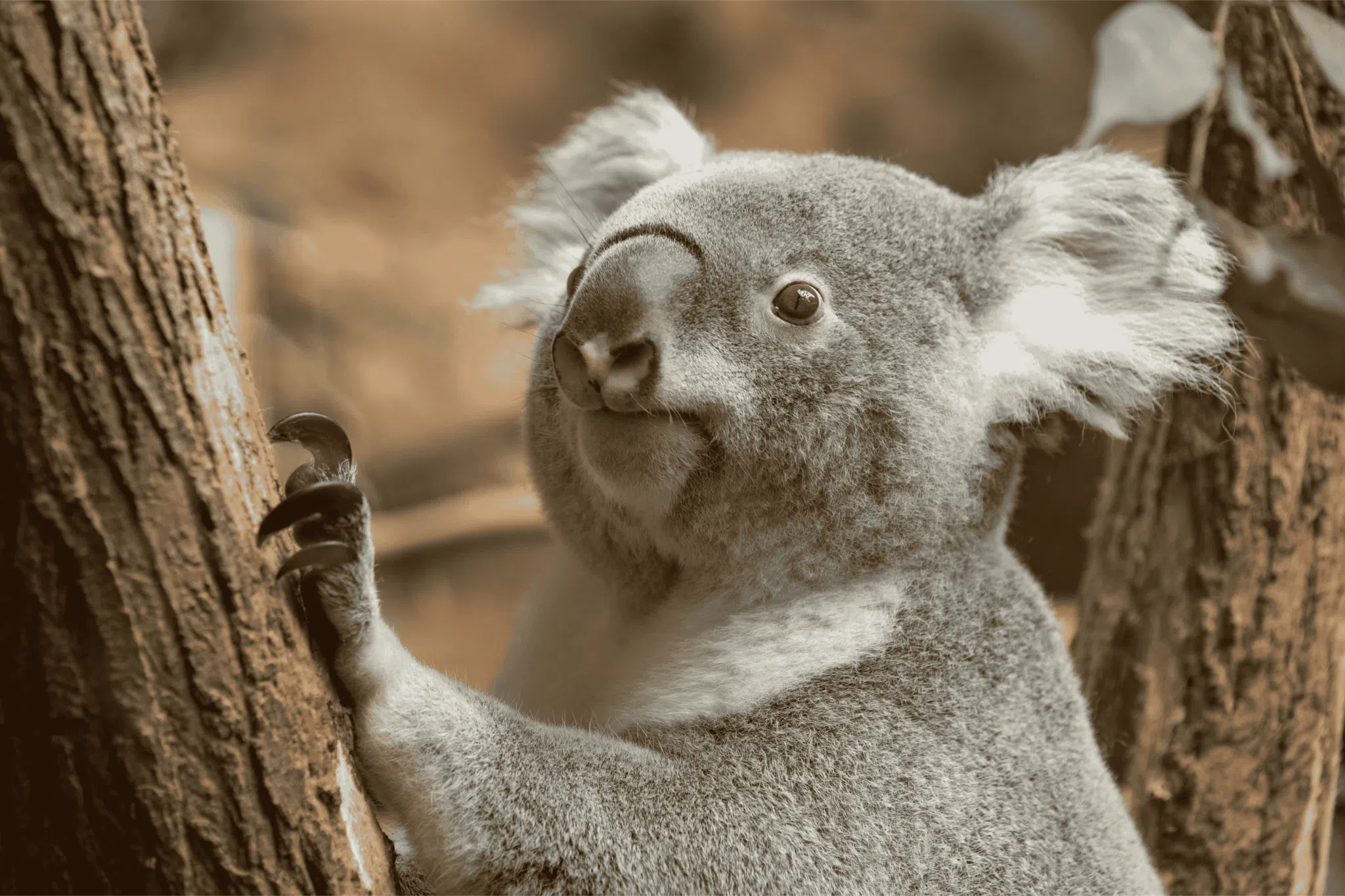 Koala ZooParc de Beauval Koala ZooParc de Beauval - Crédit photo : ZooParc de Beauval