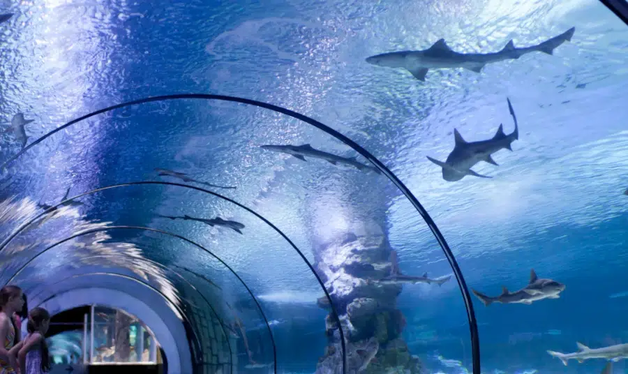 tunnel aux requins dans l'aquarium du val d'europe à paris